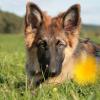 Altdeutsche Schäferhunde vom Waldschloss - B-Wurf