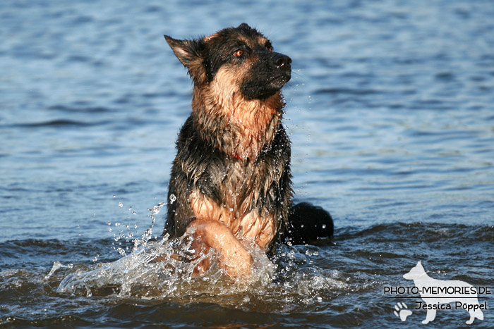 Schwarz-braune altdeutsche Schäferhündin im Wasser