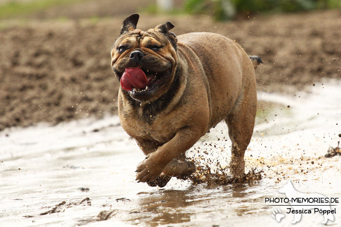 Englische Bulldogge im Wasser