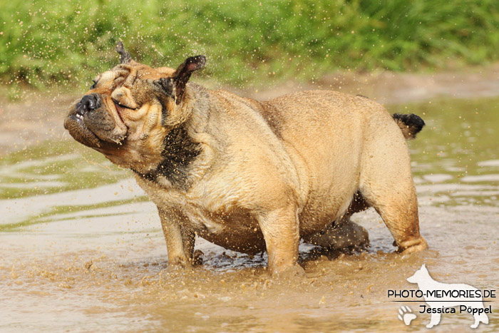 Englische Bulldogge im Wasser