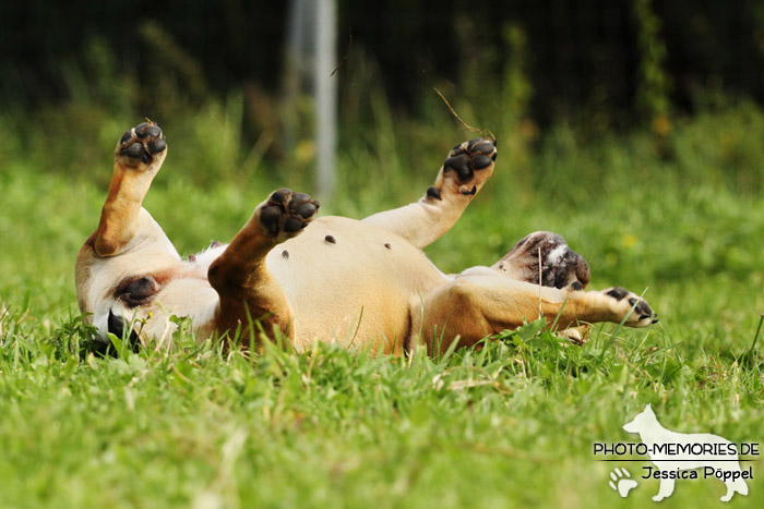 Englische Bulldogge im Liegen