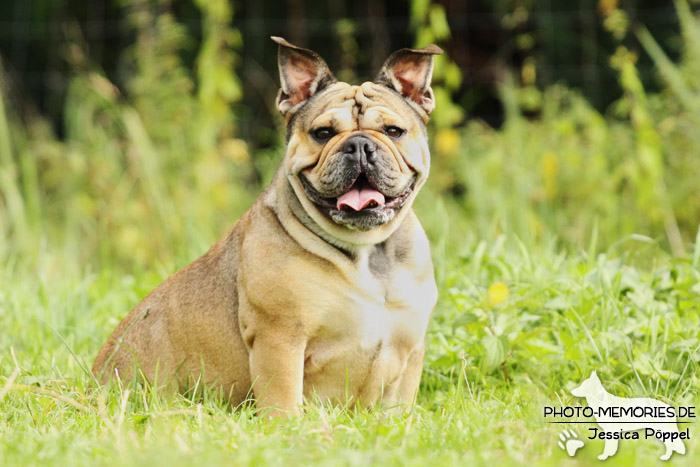 Englische Bulldogge im Sitzen