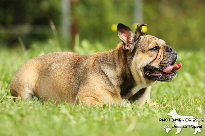 Englische Bulldogge im Liegen