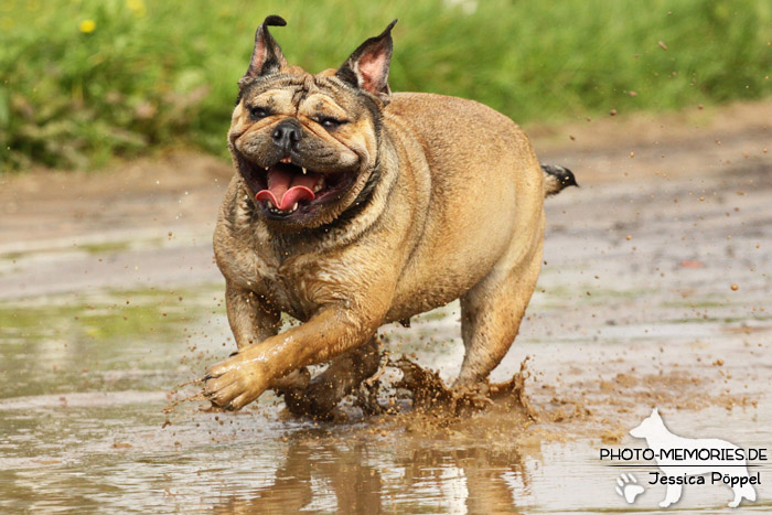 Englische Bulldogge im Wasser