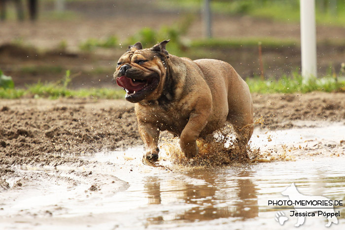 Englische Bulldogge im Wasser