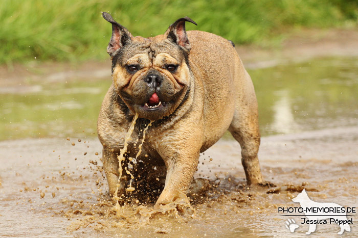 Englische Bulldogge im Wasser