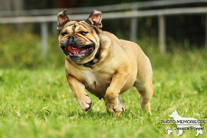 Englische Bulldogge in Bewegung