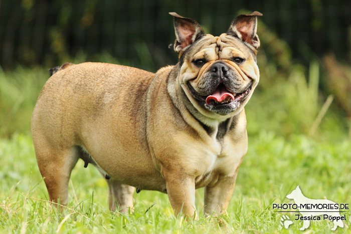 Englische Bulldogge im Stand