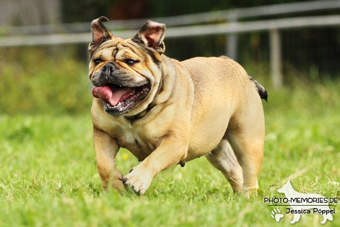 Englische Bulldogge in Bewegung