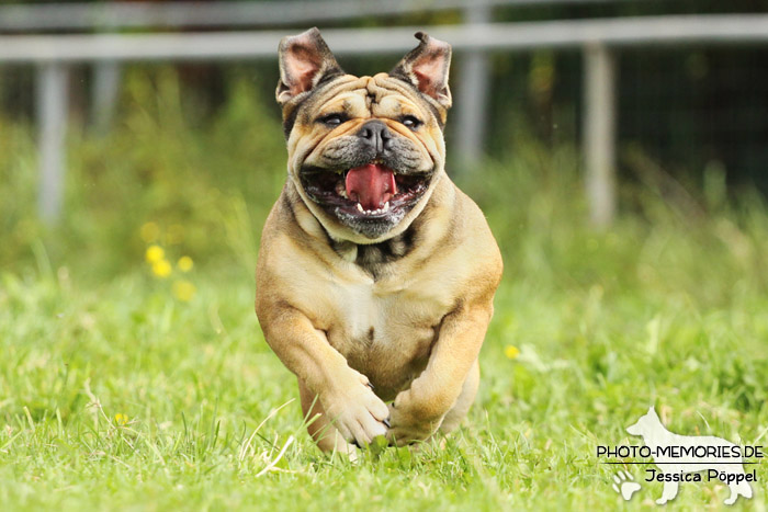 Englische Bulldogge in Action