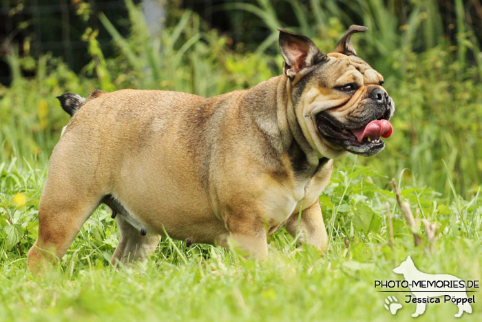 Englische Bulldogge in Bewegung