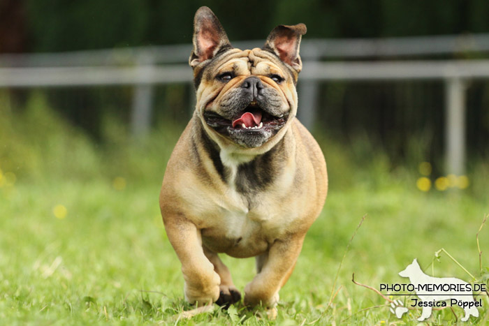 Englische Bulldogge in Action