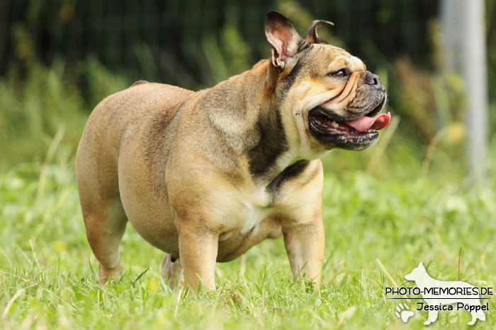 Englische Bulldogge in Bewegung