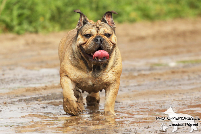 Englische Bulldogge im Wasser