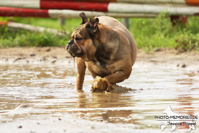 Englische Bulldogge im Wasser