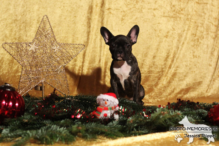 Französische Bulldogge im Studio an Weihnachten