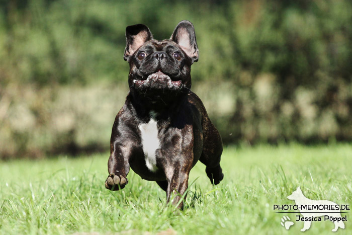 Französische Bulldogge in Action