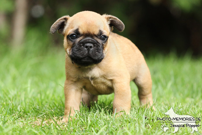 Französische Bulldoggen - Welpen