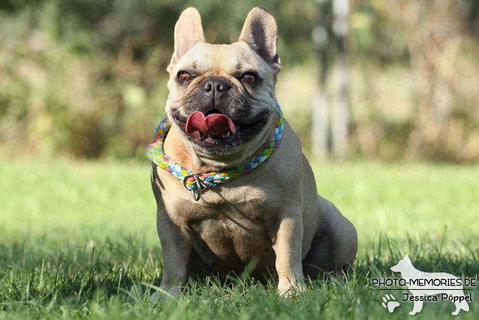 Französische Bulldogge im Sitzen