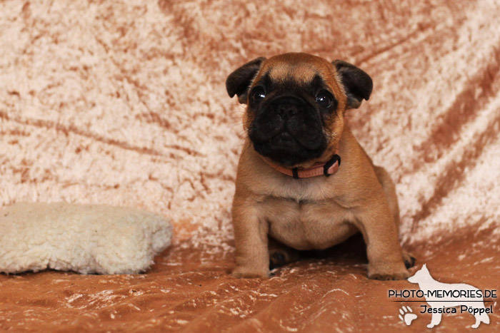 Französische Bulldoggen - Welpen