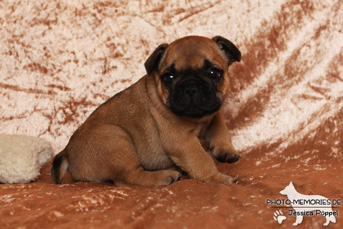 Französische Bulldoggen - Welpen