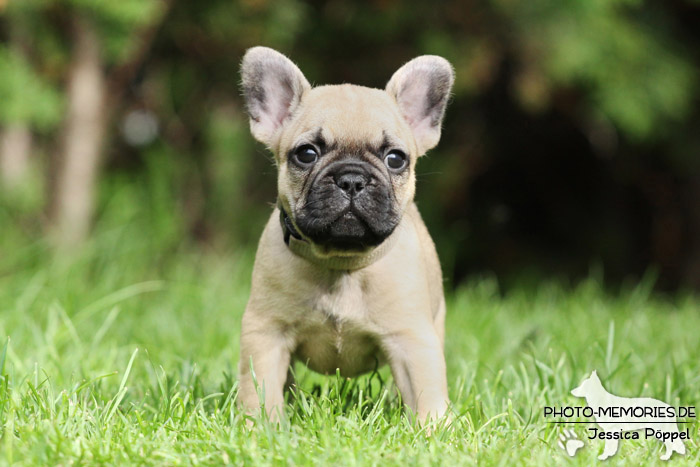 Französische Bulldoggen - Welpen