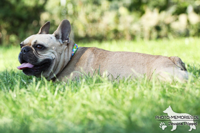 Französische Bulldogge im Liegen