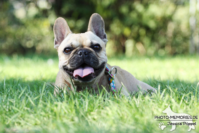 Französische Bulldogge im Liegen