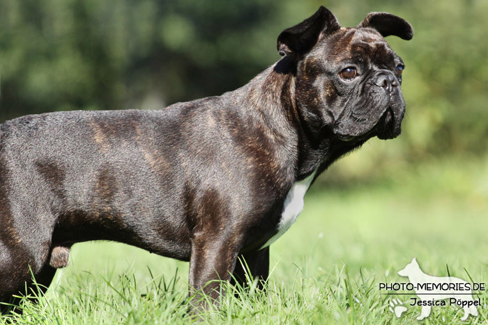 Französische Bulldogge im Stand