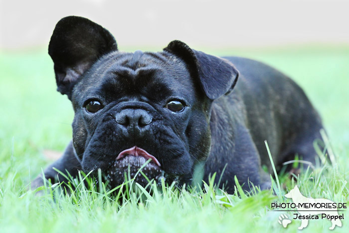 Französische Bulldogge im Liegen