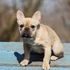 Französische Bulldogge auf der Agility A-Wand