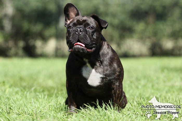 Französische Bulldogge im Sitzen