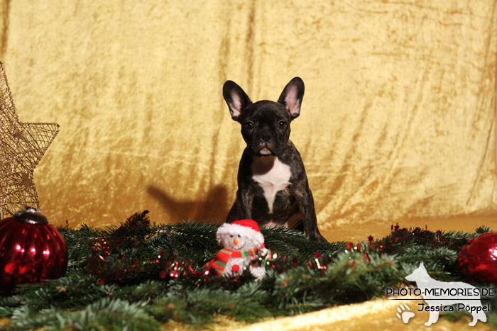 Französische Bulldogge im Studio an Weihnachten