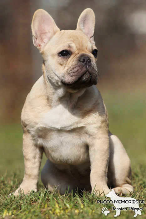 Französische Bulldogge im Sitzen