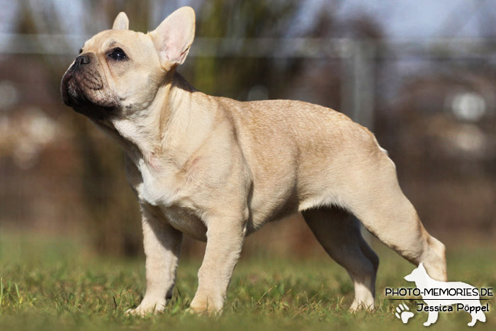 Französische Bulldogge im Stand