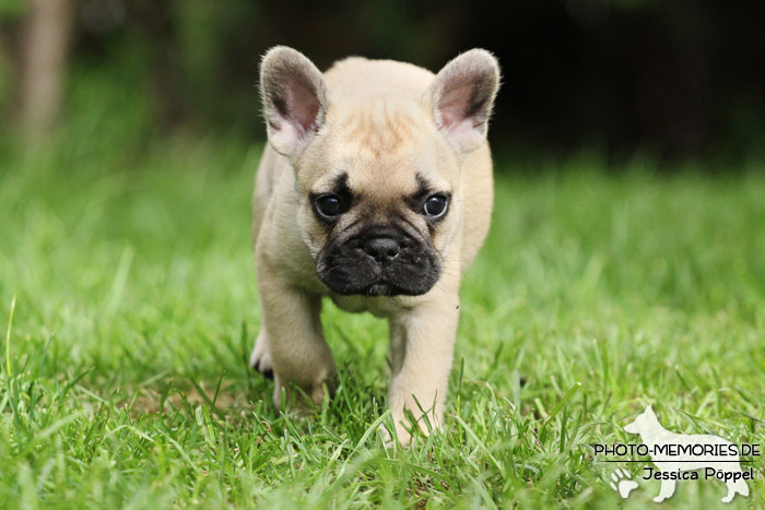 Französische Bulldoggen - Welpen