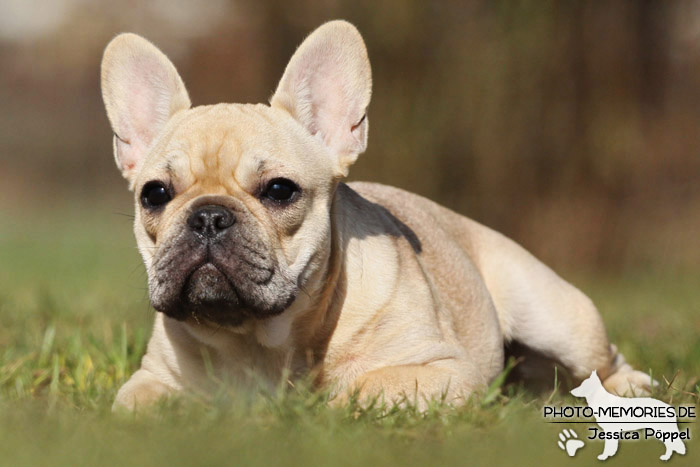 Französische Bulldogge im Liegen