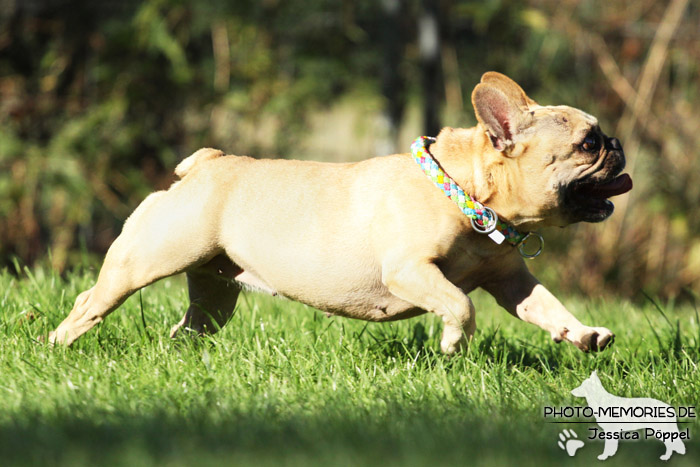 Französische Bulldogge im Laufen