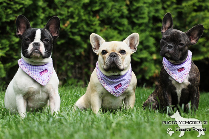 Ein Rudel Französischer Bulldoggen