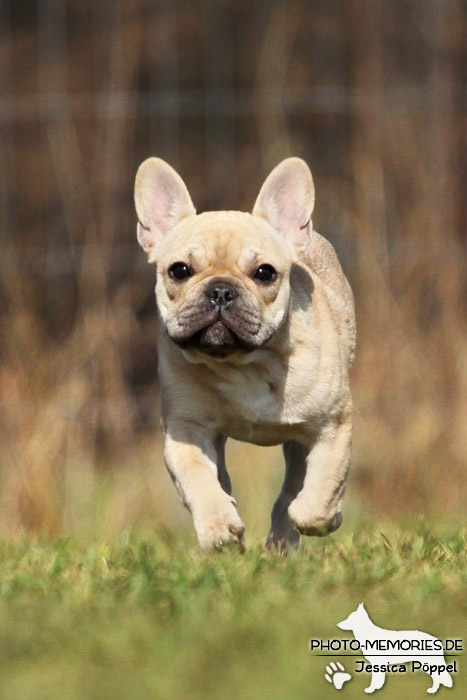 Französische Bulldogge in Action