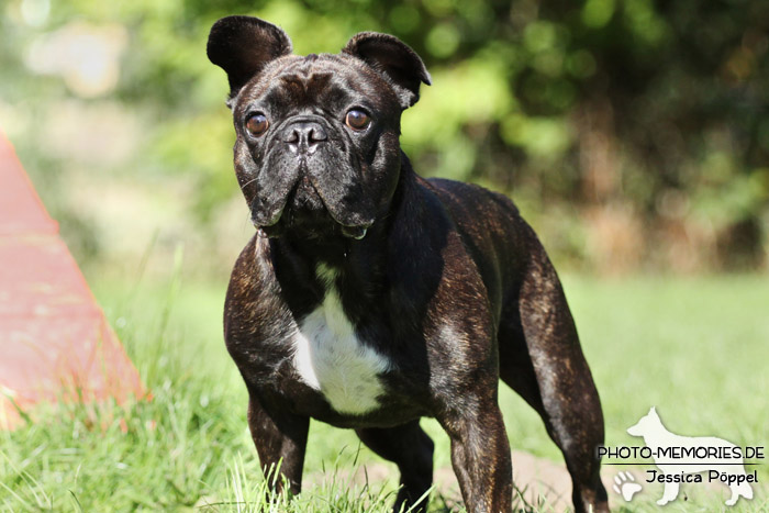 Französische Bulldogge im Stand