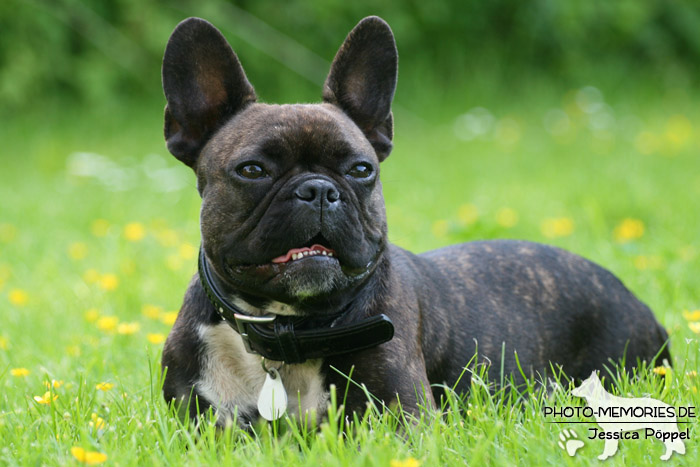 Französische Bulldogge im Liegen