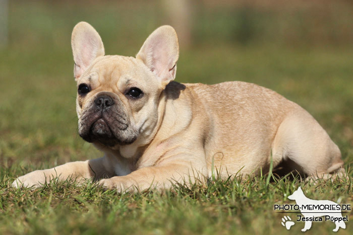 Französische Bulldogge im Liegen