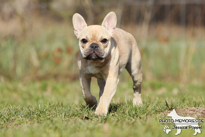 Französische Bulldogge in Action