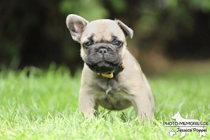 Französische Bulldoggen - Welpen