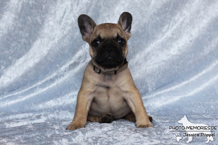 Französische Bulldoggen - Welpen