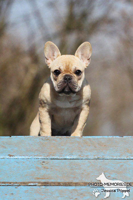 Französische Bulldogge auf der Agility A-Wand