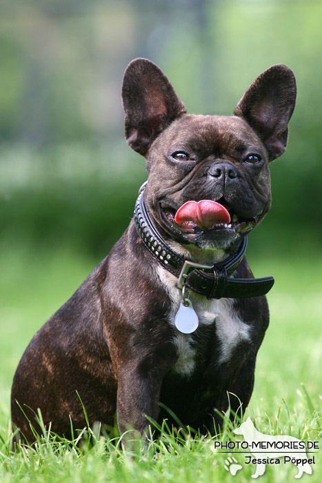 Französische Bulldogge im Sitzen