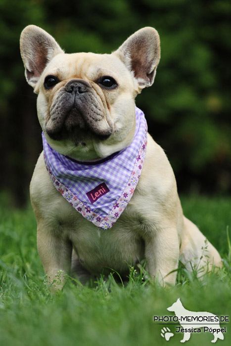 Französische Bulldogge im Sitzen