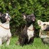 Ein Rudel Französischer Bulldoggen